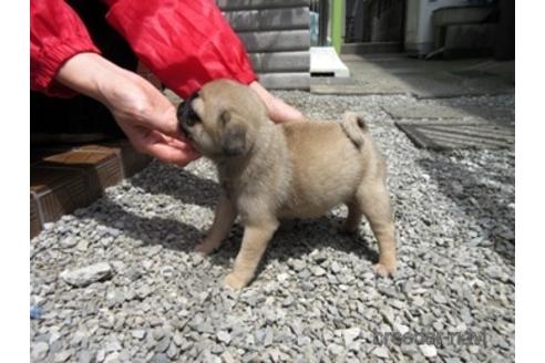 成約済の神奈川県のパグ-181175の4枚目